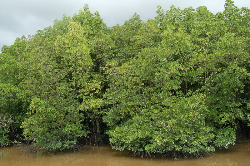 >Hutan Bakau disebut juga Hutan Manggrove (Mangrove forest 
